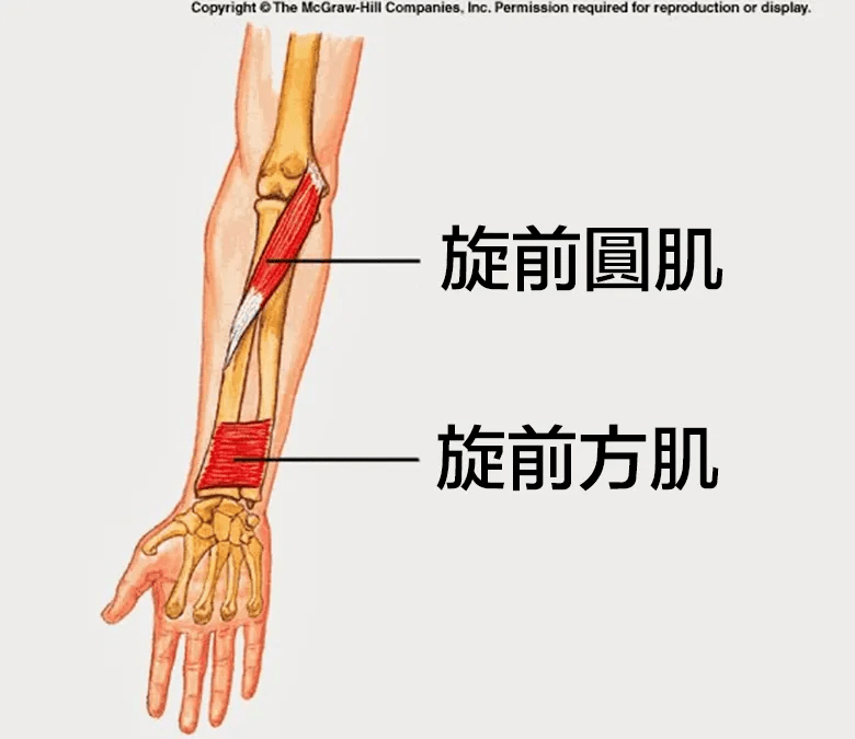 如何辨别"旋前圆肌综合征"不是"腕管综合征"?_前臂_压迫_手肘