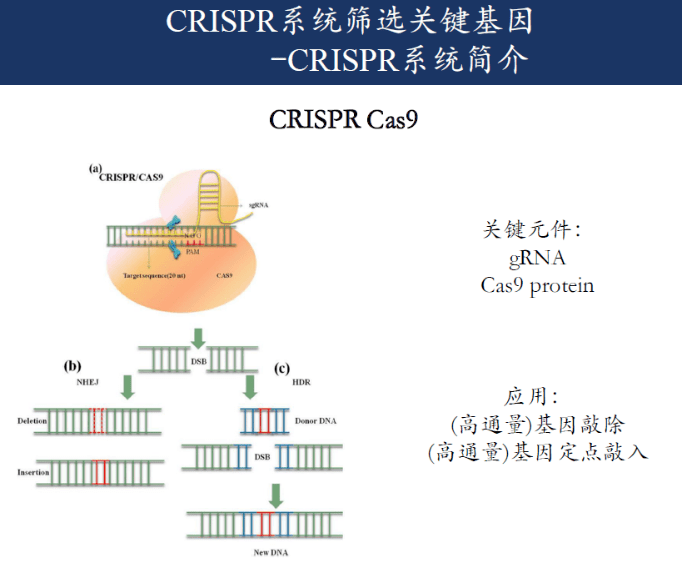 怎么利用crispr/cas9技术发表高分文章及申请基金?看这里!_基因_研究_