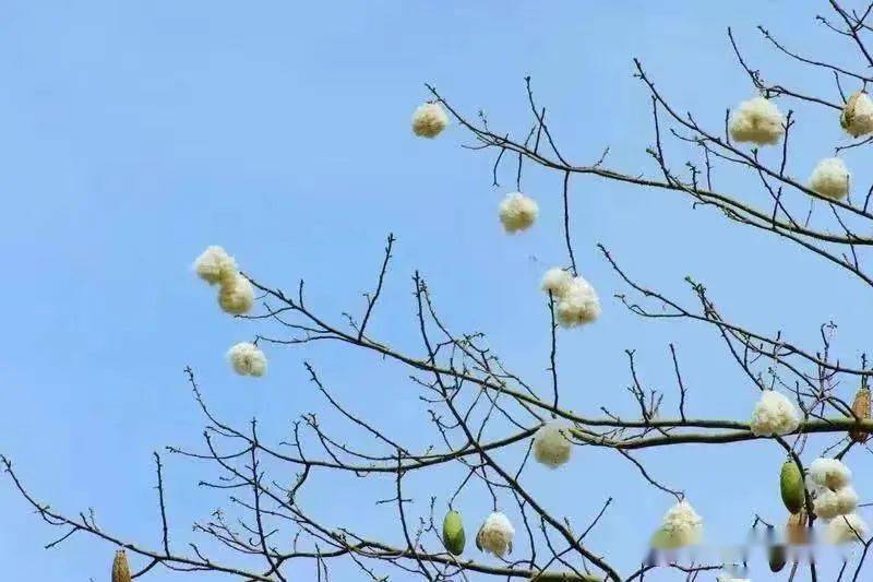 深圳天空飘雪过敏体质人群要远离