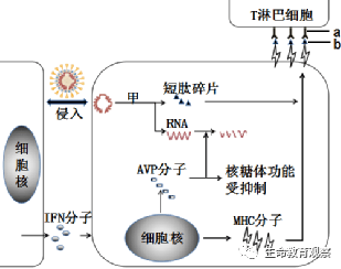 高考生物:"新冠肺炎"病毒传播预防和免疫考点的整理(附精选试题)_细胞
