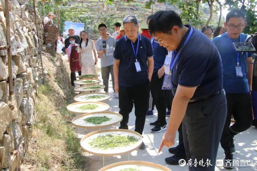 大津口乡举办第三届"叶采纷呈"采茶节_经济发展部_茶叶_泰山