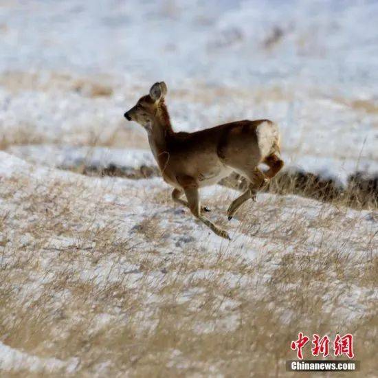 郭正贤 摄初春的山丹马场,被一层薄薄的春雪覆盖,雪原之上,狍鹿们开启
