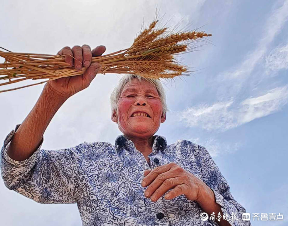 情报站节约粮食颗粒归仓临沂郯城田间拾穗老人身影随处可见