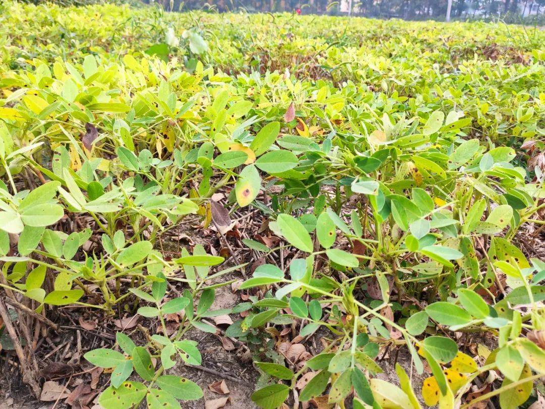 麦后花生什么时间播种别晚于6月15日