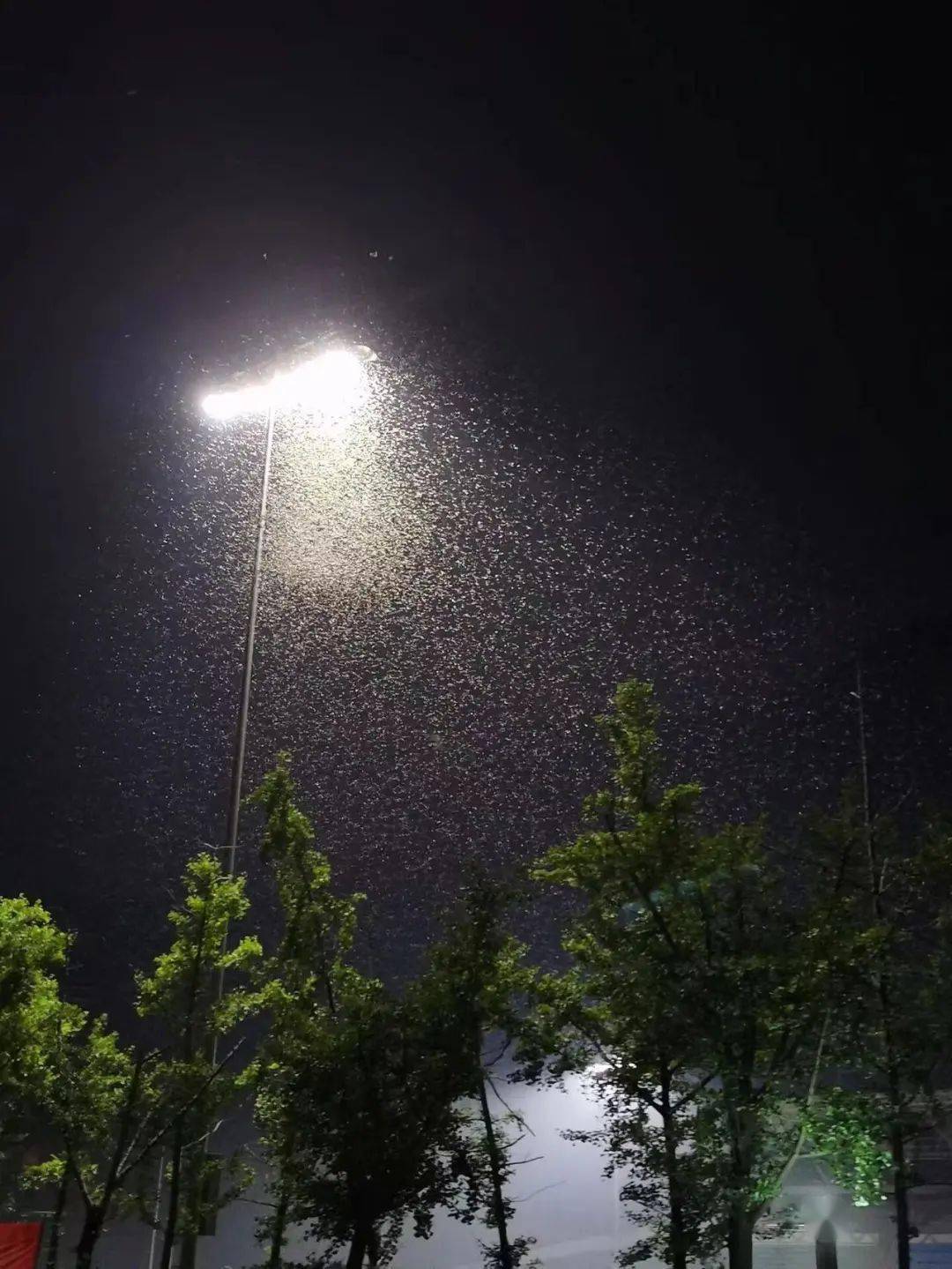 我们看到的"涨水蛾",其实就是白蚁,它们通常会选择春夏相交的季节,在