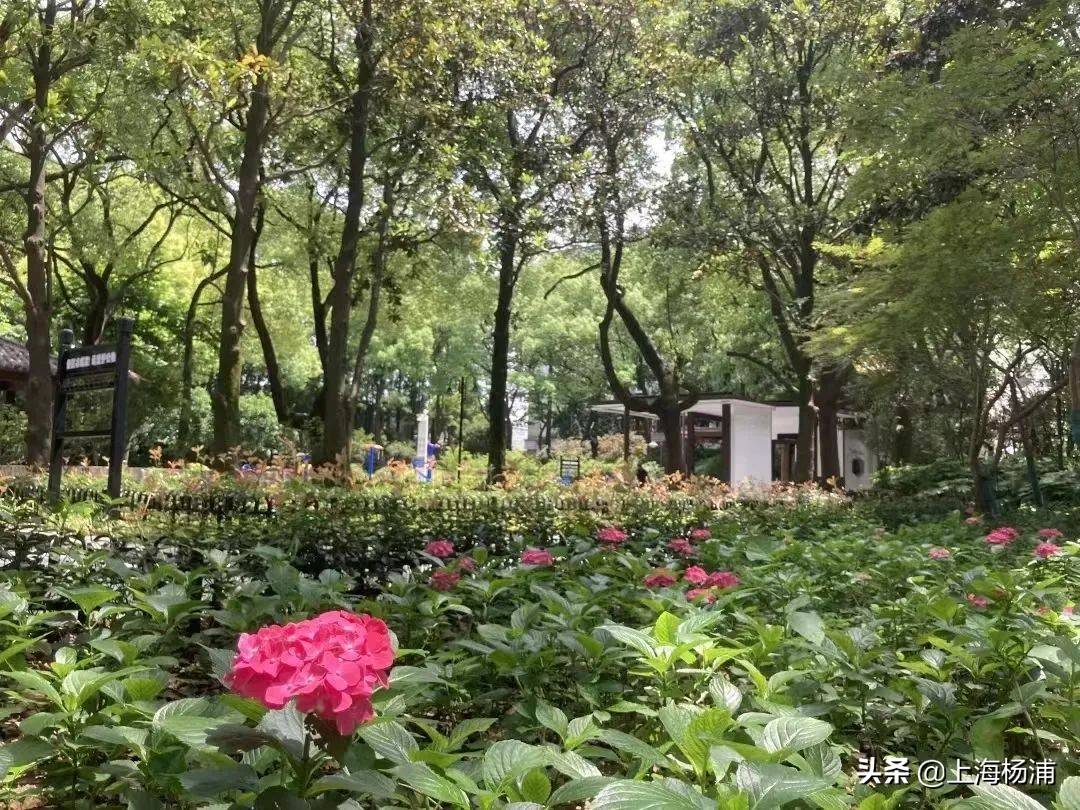 一起感受初夏的魅力!_公园_波阳_江浦