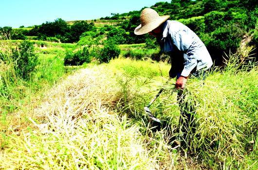 6月12日,秦州区皂郊镇峡门村村民正在收割油菜籽.