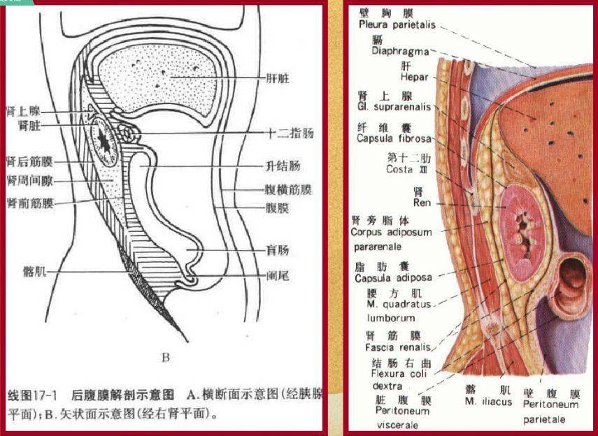 腹膜后间隙怎么划分请牢记