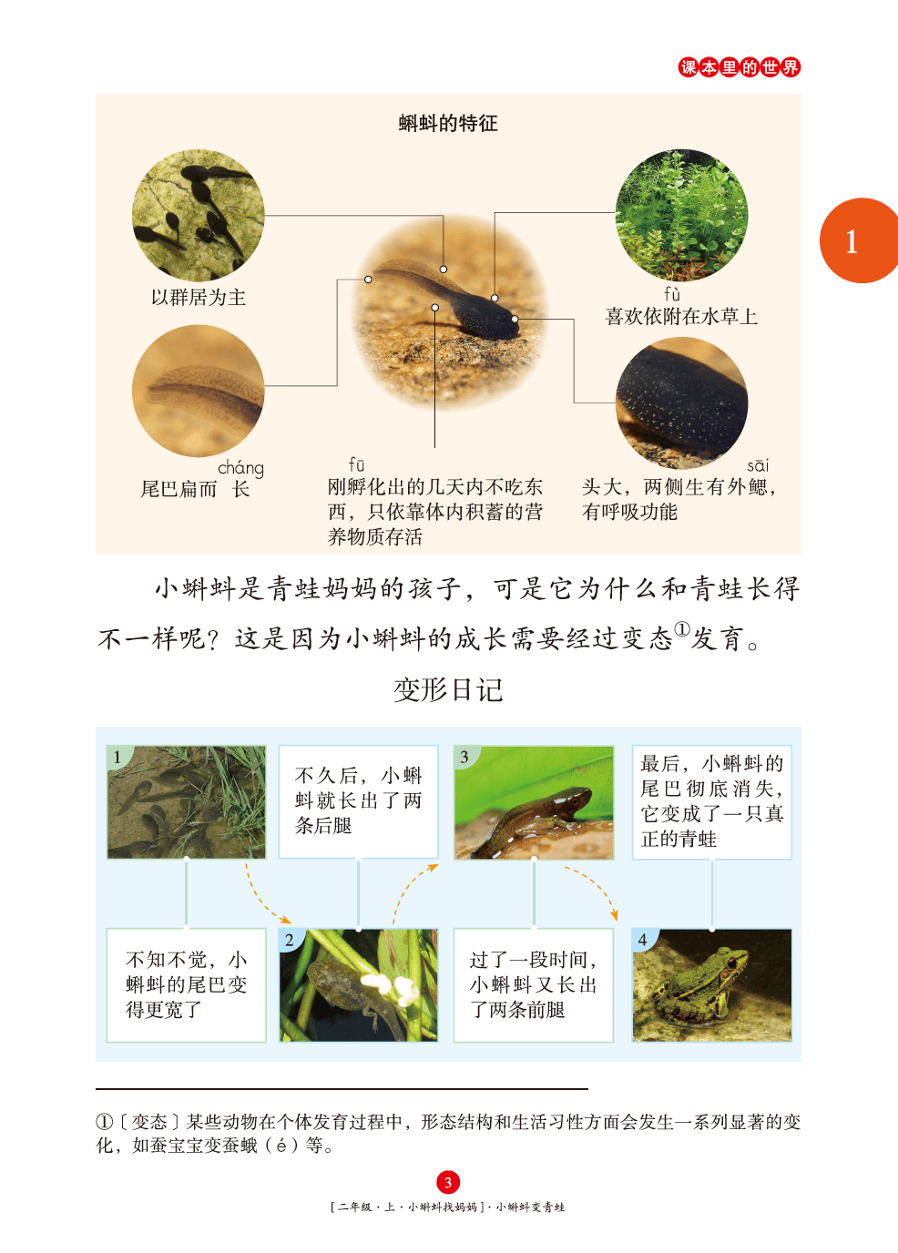 原来小蝌蚪的成长需要经过变态发育