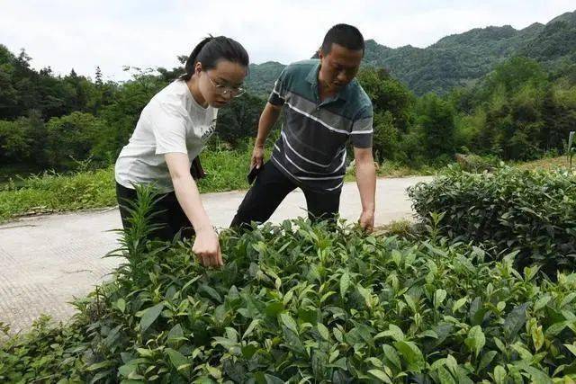 榜样力量 杜富佳:大山里的"带货书记"_塘村_湄潭_茶叶