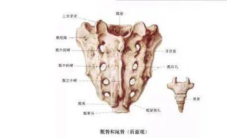 骶尾骨骨折易误诊为病变的3种假象,一旦遇到需警惕!_变异_片上_诊断