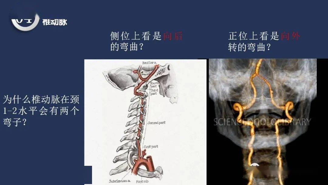 高清头颈动脉系统解剖,保你过目不忘_神经_梅斯_交流