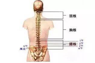 尾椎对应的身体部位和区域:直肠,肛门.