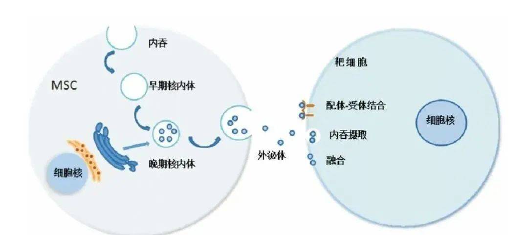 外泌体可通过配体 受体相互作用的方式粘附到受体细胞表面,亦可通过