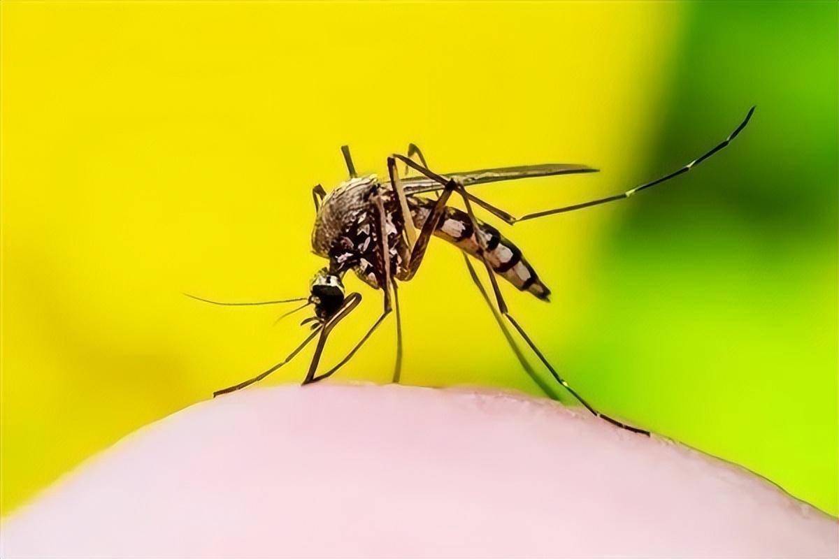 研究发现超过40℃蚊子将停止吸血活动：今年蚊子变少能解释通了