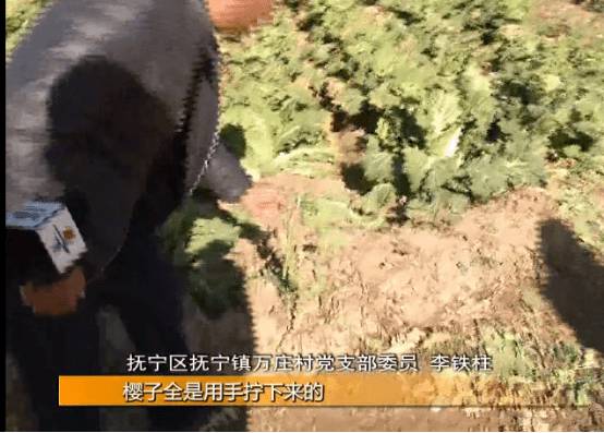 武汉老人“组团偷瓜”惹怒全网：你为老不尊的样子，真丑