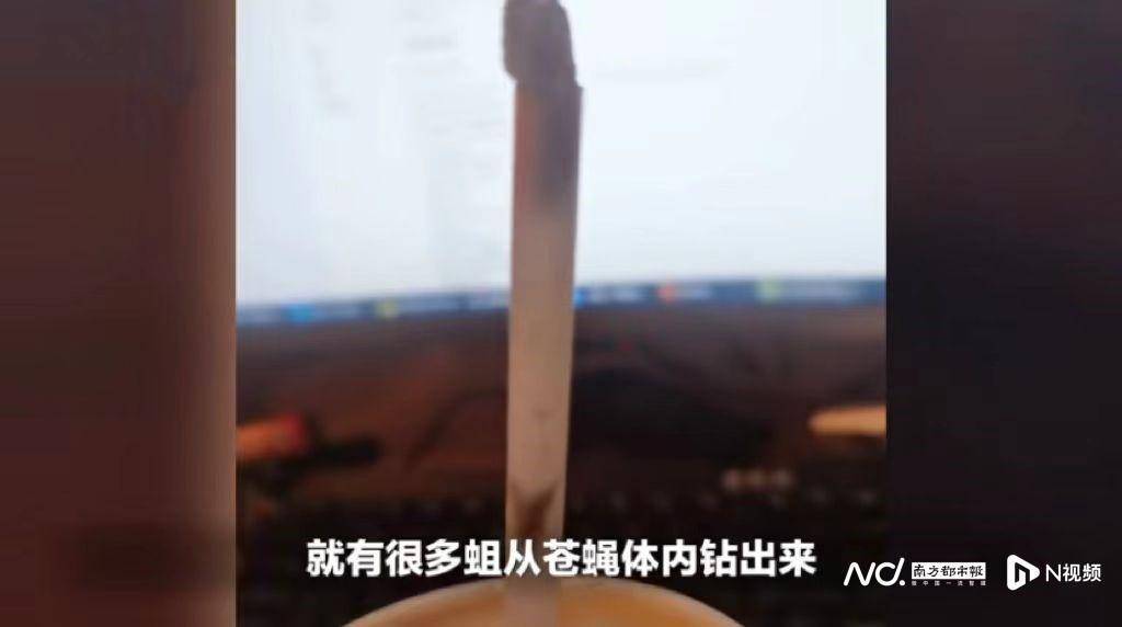 汉堡王可乐疑似有带蛆苍蝇！广州市监部门介入调查，企业回应