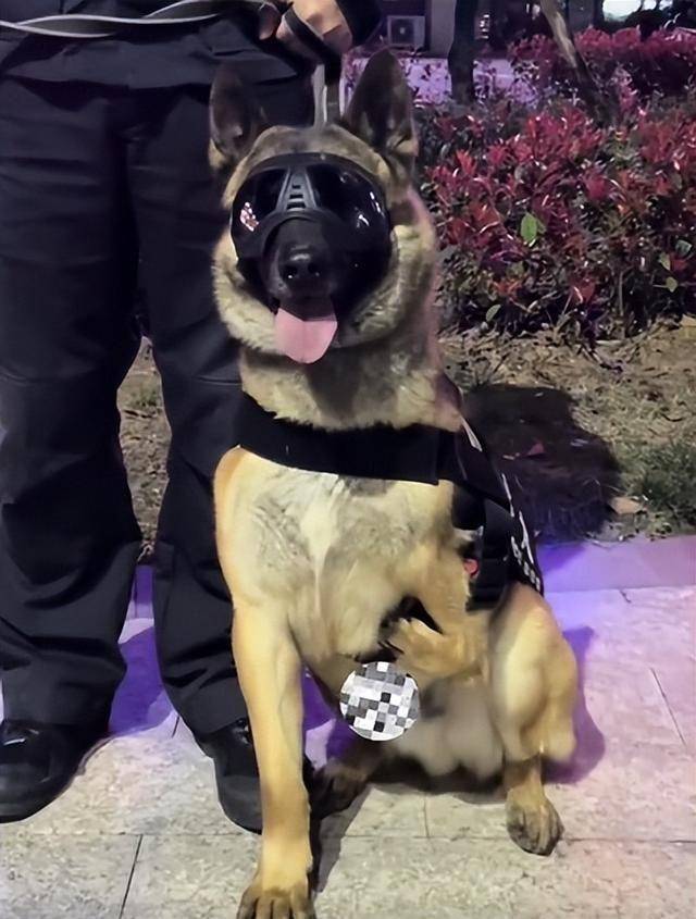 "逆天改命"巴顿:天生只有3条腿险被放弃,却逆袭成最强警犬!