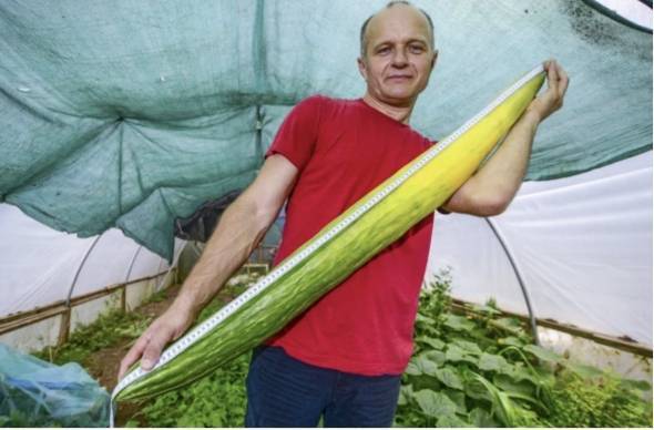 英国男子种植出长达1米多的黄瓜 打破世界记录