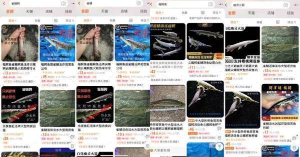 上海也有人钓到鳄雀鳝！为何要大动干戈捉它？幼鱼只要10元一条谁在卖？