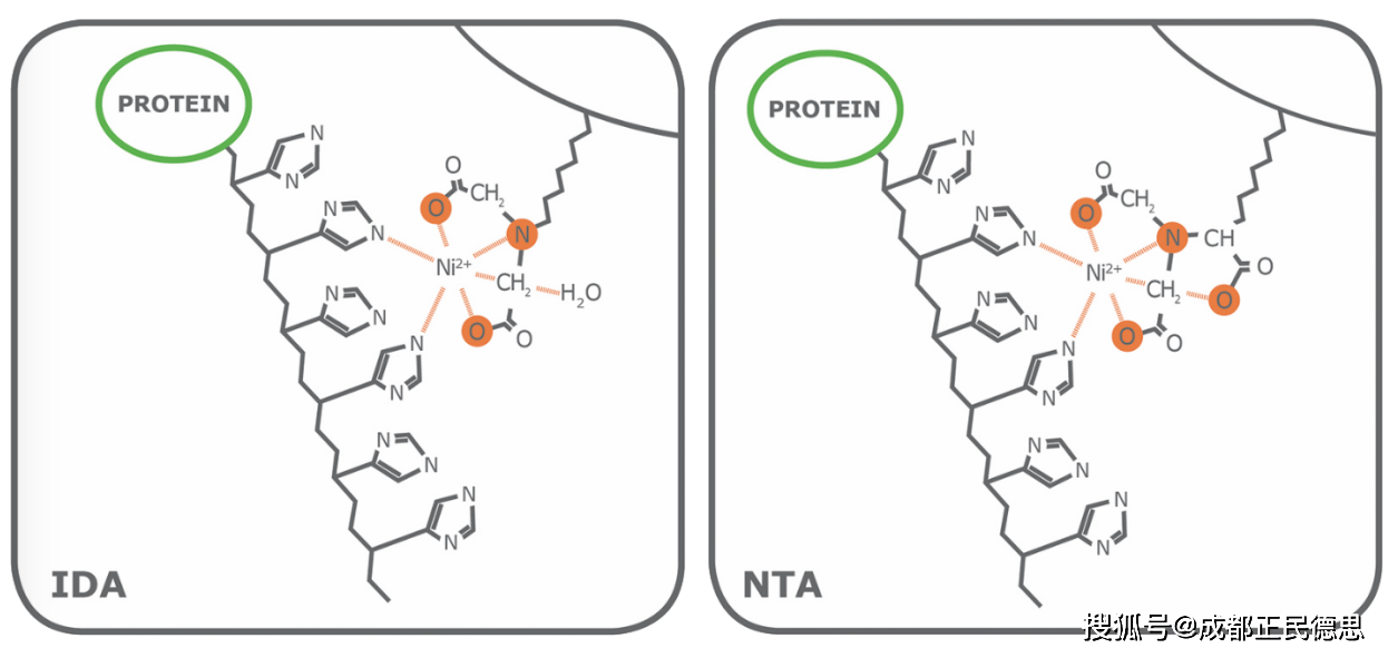 ida:nta和ida的区别和选择 cube biotech_纯化_蛋白_螯合配体