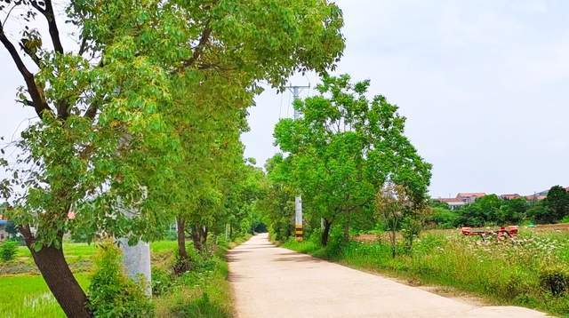 随拍武汉蔡甸郊区一座新农村：省道修到家门口，还有电商农乐园