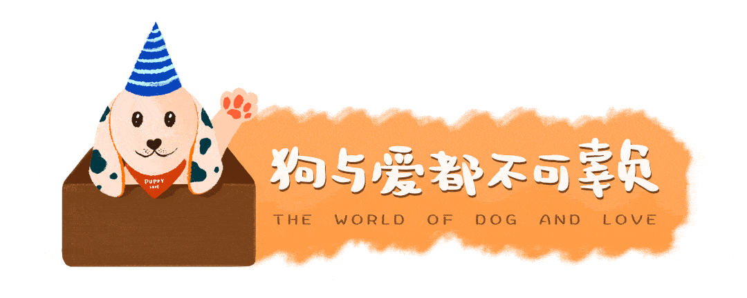 狗狗_huxley_大金