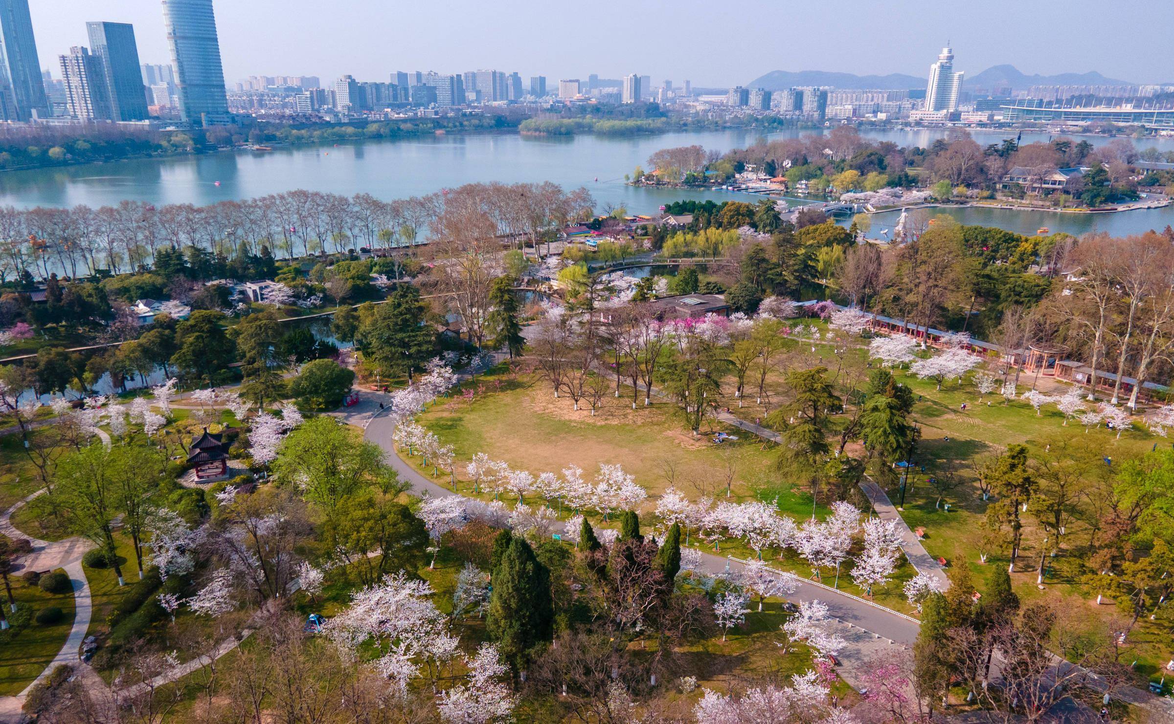 南京有一座“樱洲花海”，此时已到樱花盛放期，烂漫樱花梦回金陵