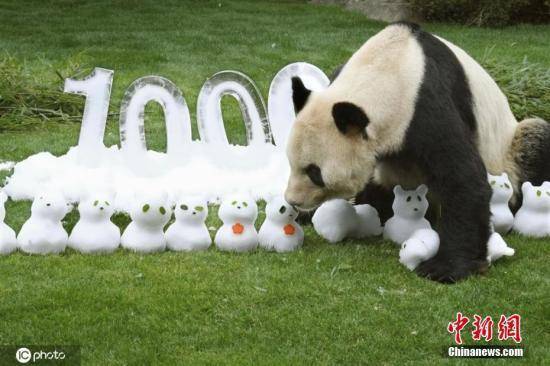 旅日大熊猫“永明”迎30岁生日 饲养员：希望健康长寿