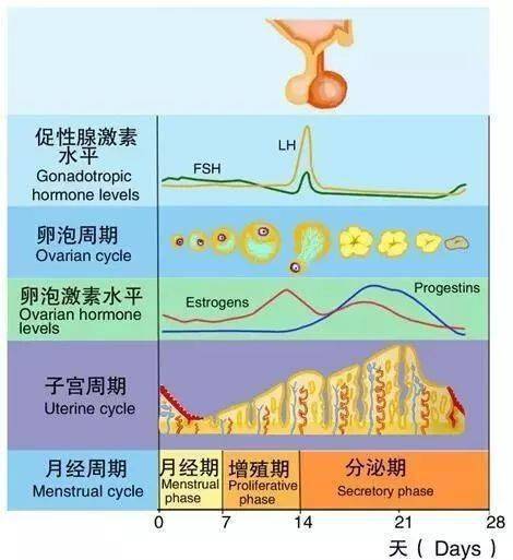 月经周期缩短和不孕卵巢功能减退的最早征兆之一雌激素不仅对于女性