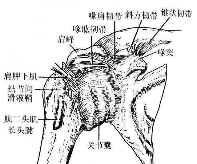 肩膀疼痛的检查和治疗_活动_关节_患者