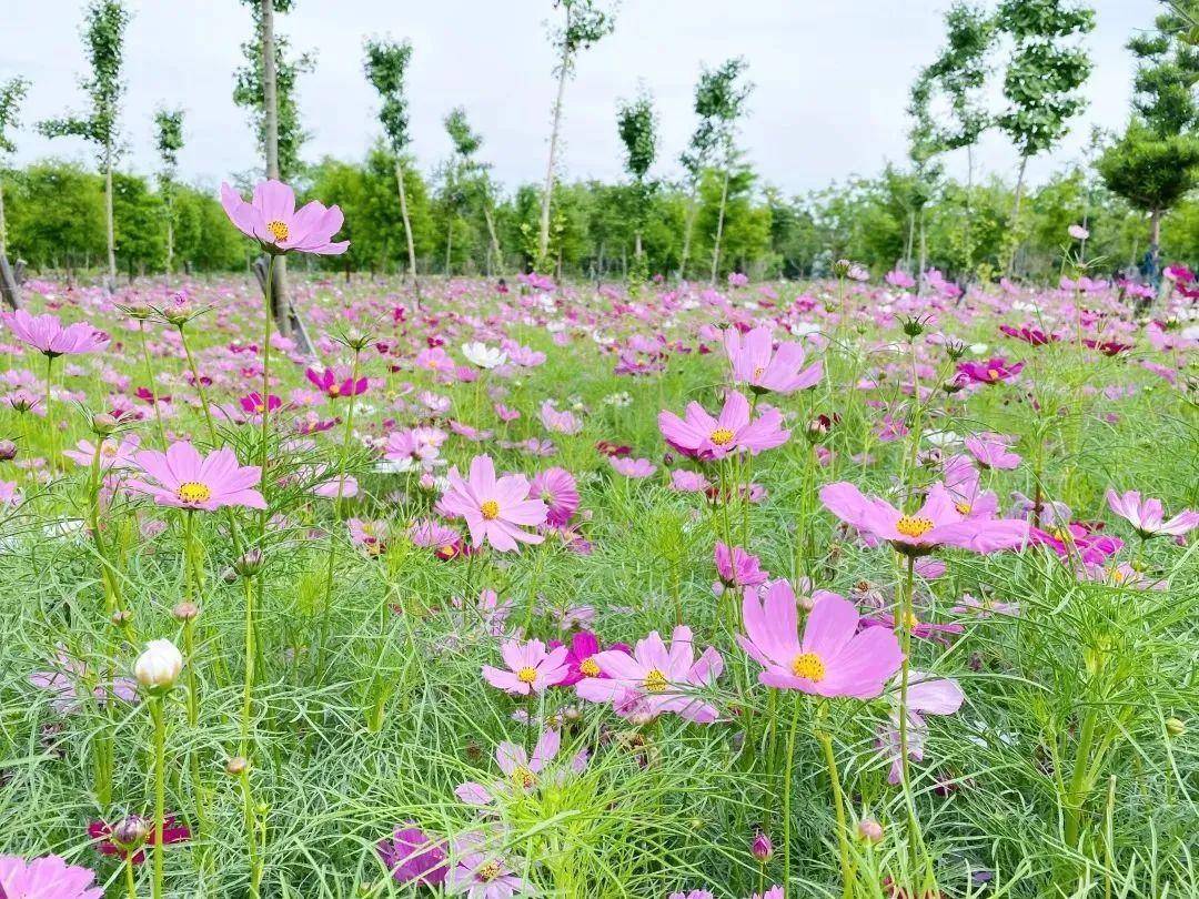 水绿交融、花木成趣，生态宜居画卷为美丽古镇居民的幸福生活添彩