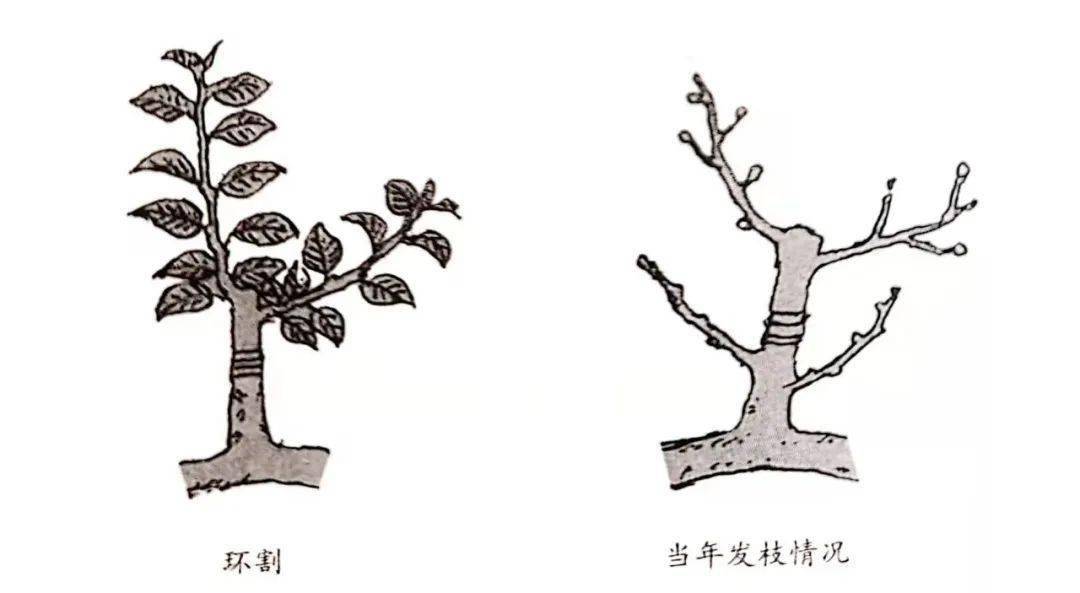 所以很多人都喜欢养殖桂花树盆景