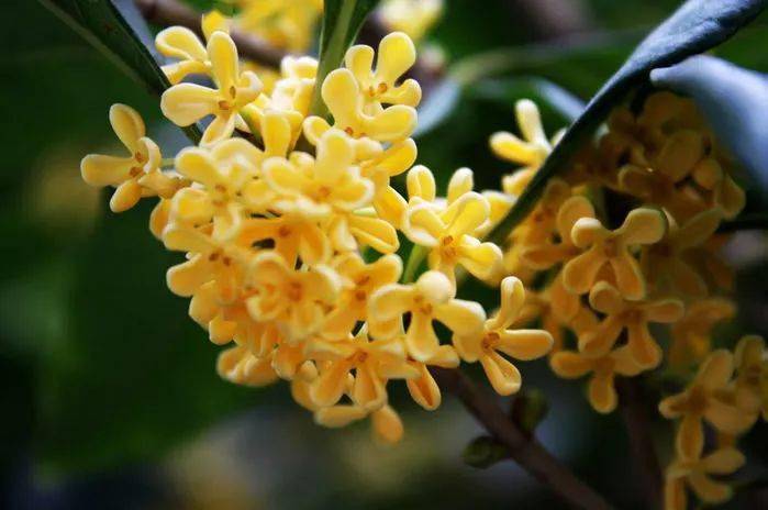 花语:中国人寓意桂花为"崇高"美好"吉祥"友好"忠贞之士"和"芳