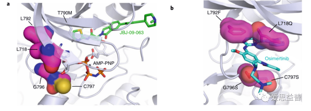 4 jbj-09-063(a)和 奥希替尼(b)治疗不同突变的结合位点[20]除了上面