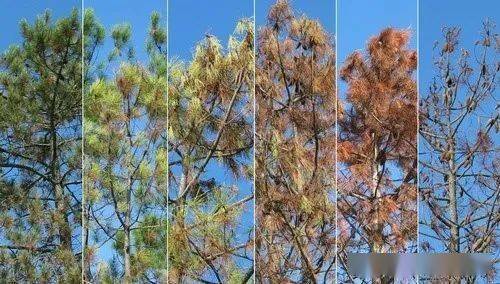 松树的"癌症—松材线虫病_传播_防治_天牛