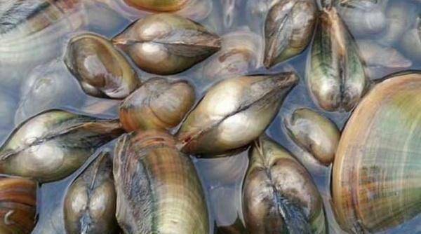 为什么没有人吃河蚌?是因为河蚌不能吃吗?其实还是不会吃