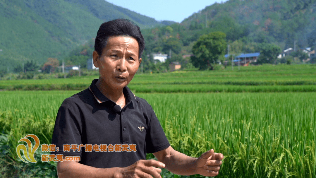 延平区南山镇龙湾村粮农 罗积有延平区南山镇龙湾村粮农罗积有今年