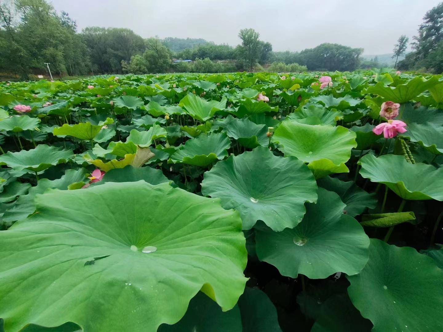 秋游好去处 领克03带你打卡湿地公园