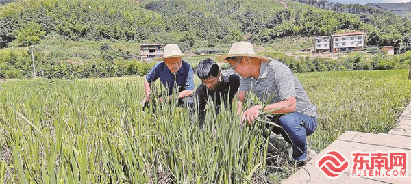 三明尤溪：乡村美产业旺 麻洋村有新气象