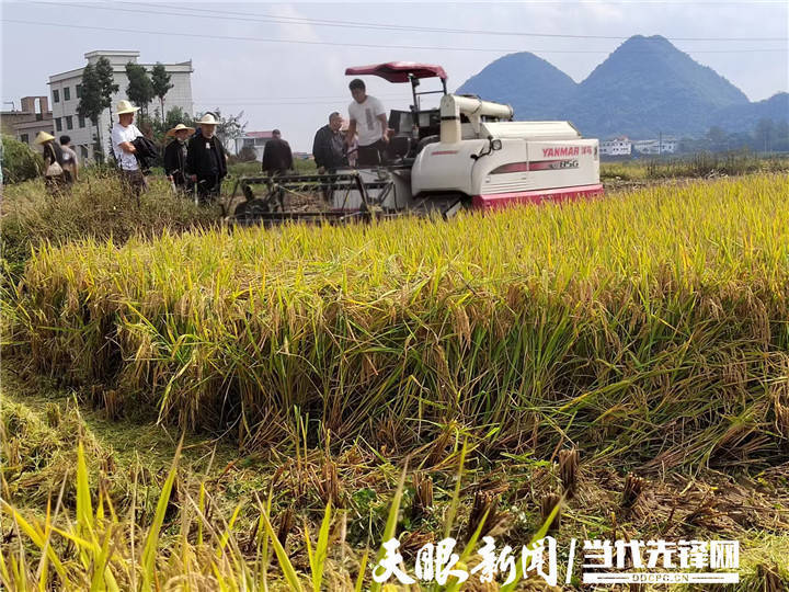 【喜迎二十大】金秋收获季 农户尽欢颜