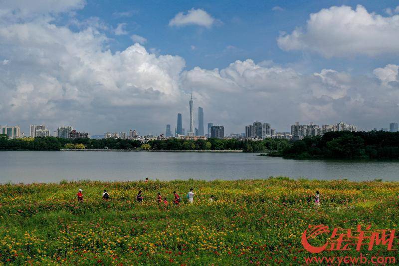 百花齐放迎华诞——广州海珠湖百日草花海迎假期游客