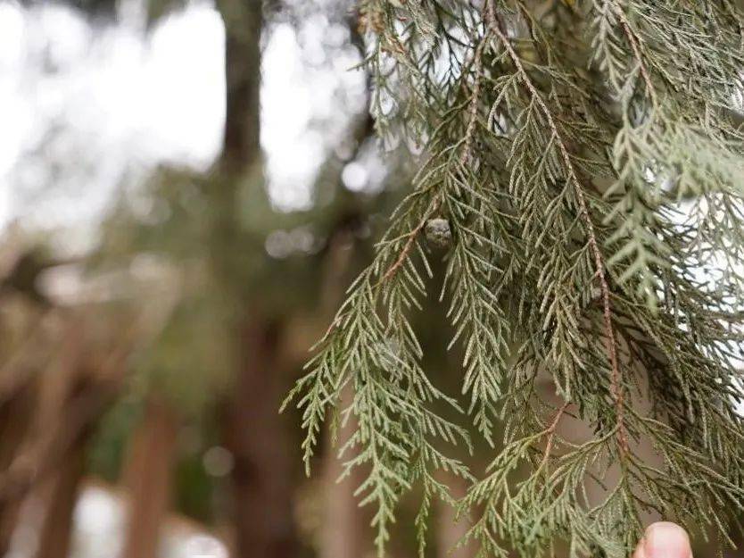 cupressus funebrisendl.