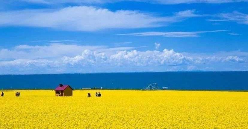 油菜花配上我国最美湖泊，还是国家5A级景区，岂有不去之理？