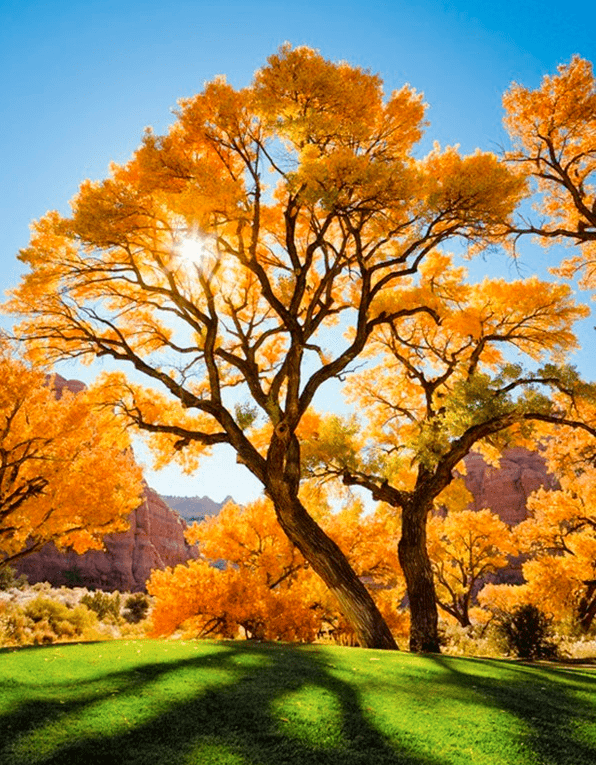 100λŵ������ѧ���޽���100����������