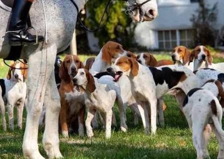 厉害了,你的狗—英国可卡犬在狩猎季节是每个猎人最喜欢的帮手了_猎犬