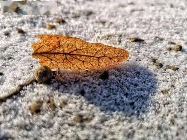 暴雨 暴雪 大风 降温!辽宁下发紧急通知→_农业_影响_天气