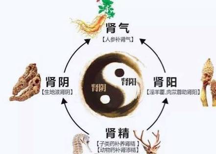 肾所藏之精叫做肾精,精又能化气,而肾之精气的盛衰,关系到人体生长