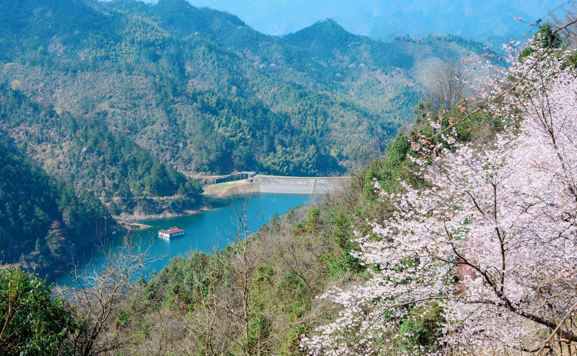 杭州私藏的小众赏樱胜地，山间的野樱花让人沉醉，你去过了吗？