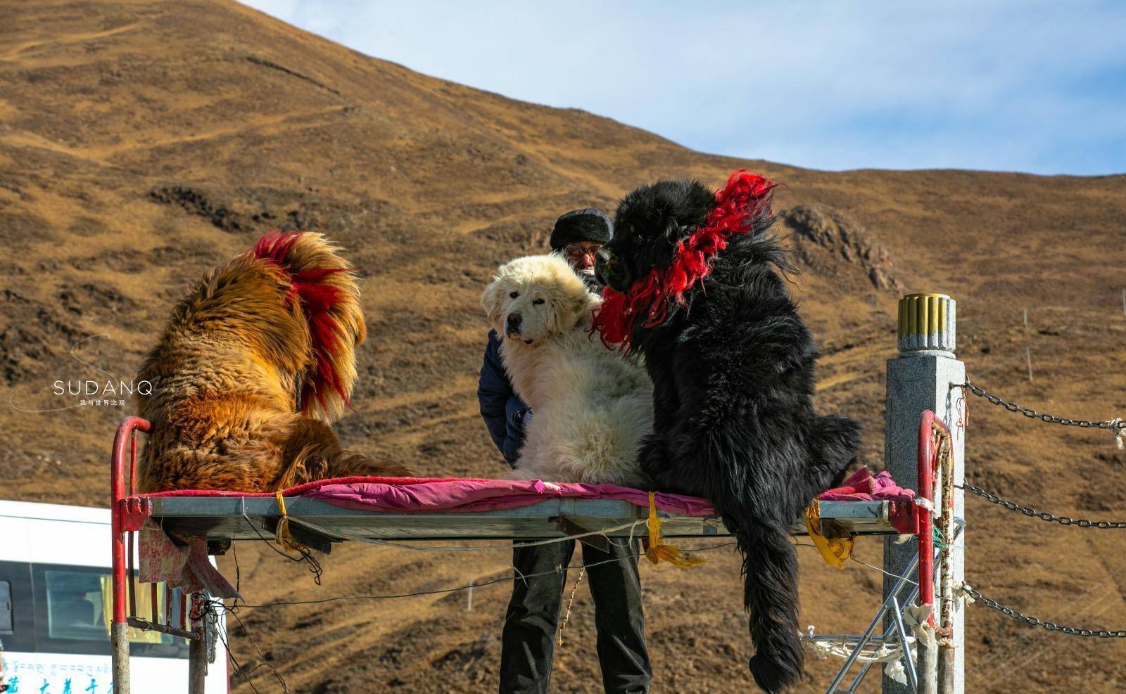 它是世界最凶猛的古老犬种，传言能干过狮子，如今“赚钱养家”